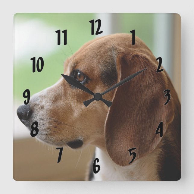 Drömmande Beagle Fyrkantig Klocka (Framsida)