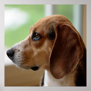 Drömmande Beagle Poster