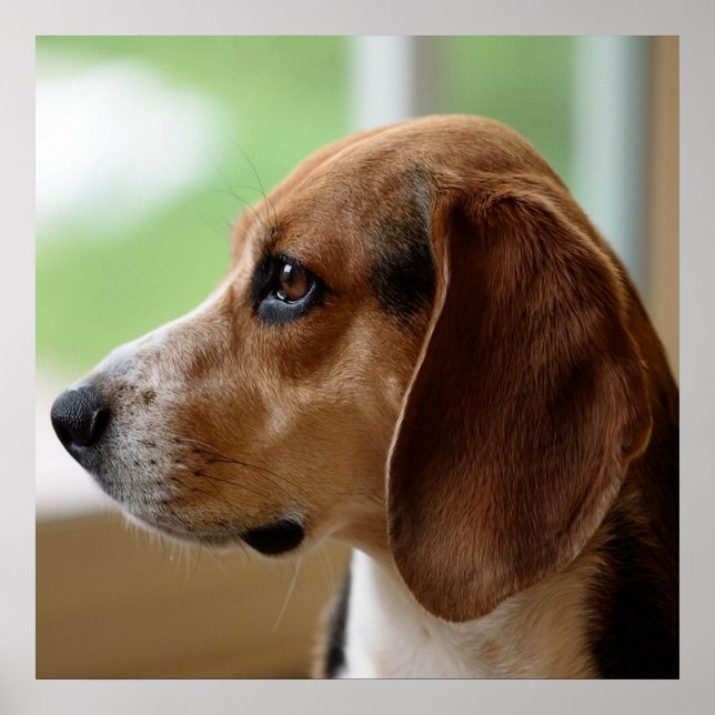 Drömmande Beagle Poster (Framsidan)