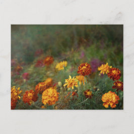 Drömmar tagetes finkonstfoto vykort