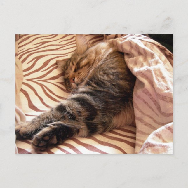 Drömning av veldt vykort (Framsida)