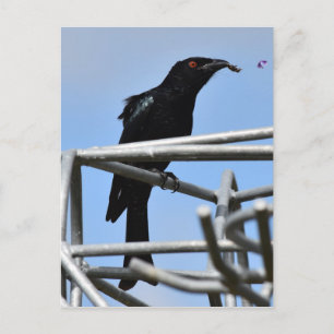 DRONGO BIRD WITH ANT LANRAL QUEENSLAND AUSTRALIA VYKORT