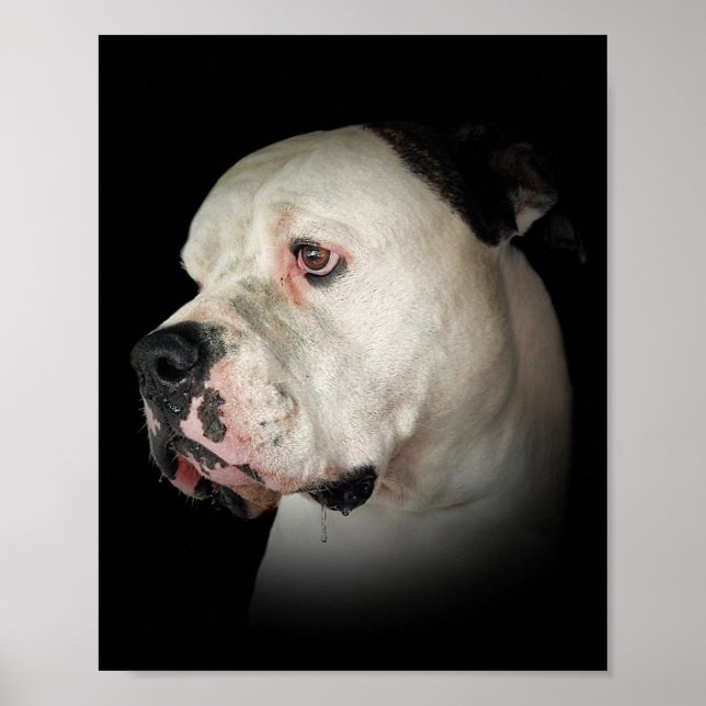 drooling American Bulldog Poster (Framsidan)