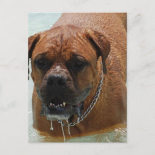 Drooling Bordeaux Mastiff Vykort
