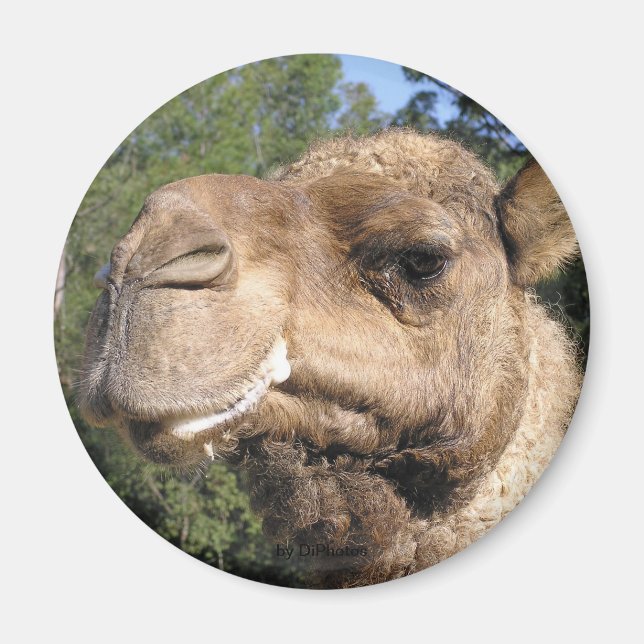 Drooling Camel Magnet (Framsidan)