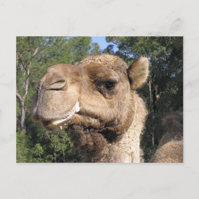 Drooling Camel Postcard Vykort (Framsida)