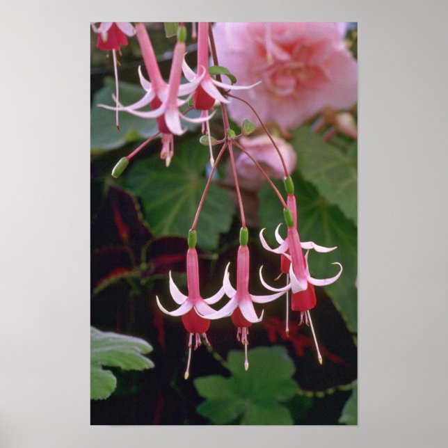 Drooping Flowers Poster (Framsidan)