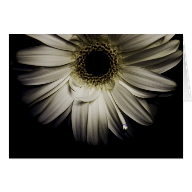 Droplet-serie för daisy hälsningskort (Framsidan Horizontal)