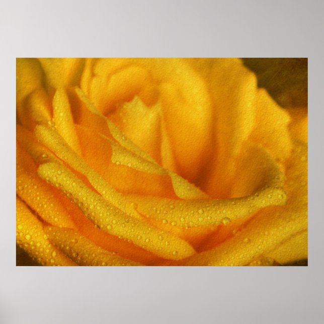 Droplet vatten vid Elegant Gul ros Poster (Framsidan)