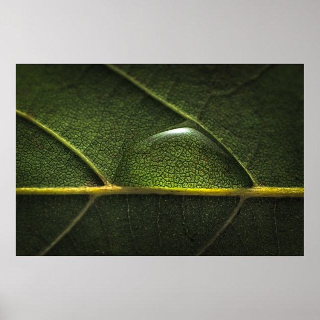 Droplets löv poster (Framsidan)