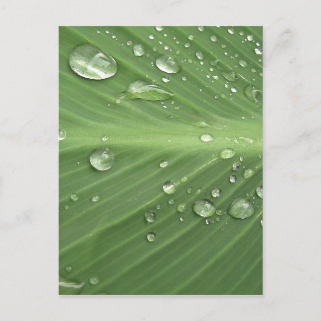 Dropp för Dropp Vykort (Framsida)