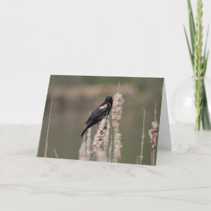 dropp. Precis är en blackbird också en Kort