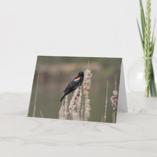 dropp. Precis är en blackbird också en Kort