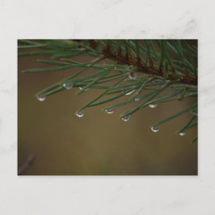 Droppar från gräs Träd Vykort
