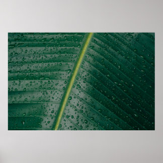 droppar i vatten vid bananen löv poster