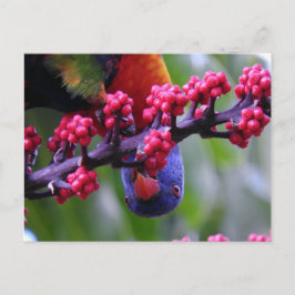 Droppar in för ett mellanmål - Rainbow Lorikeet Vykort