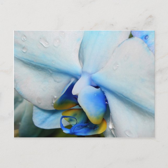 Droppar på Blue Orchid - vykort (Framsida)