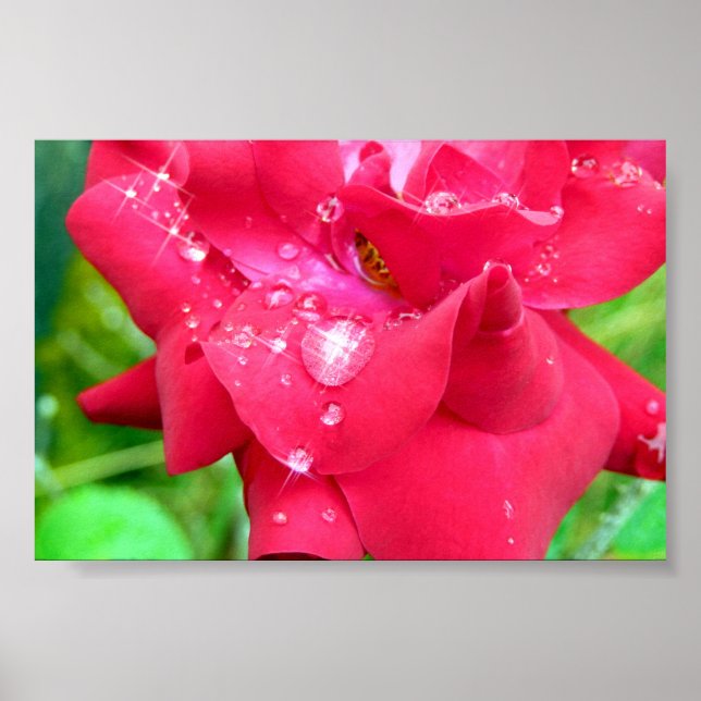 Droppar på Petals Poster (Framsidan)