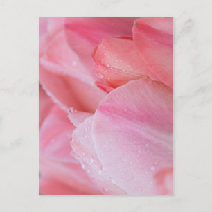 Droppar på Rosa Tulips Stäng upp Vykort