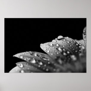 Droppar (svart och vitt) poster
