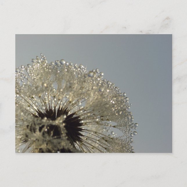 Dropparnas hjul vykort (Framsida)