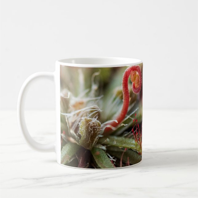 Drosera Capillaris Kaffemugg (Vänster)
