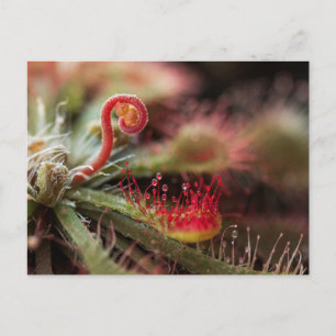 Drosera Capillaris Vykort