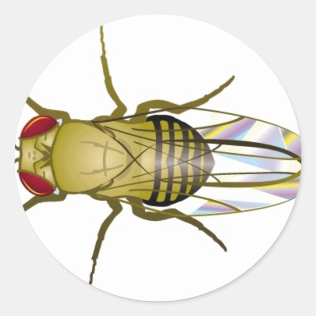 drosophila melanogaster runt klistermärke (Framsida)