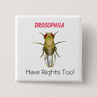 DROSOPHILAEN Drosophila, har Righ…, - Skräddarsy Knapp
