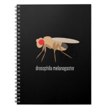 Drosophilalabbanteckningsbok