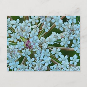 Drottning Annes slöja blommor Vykort
