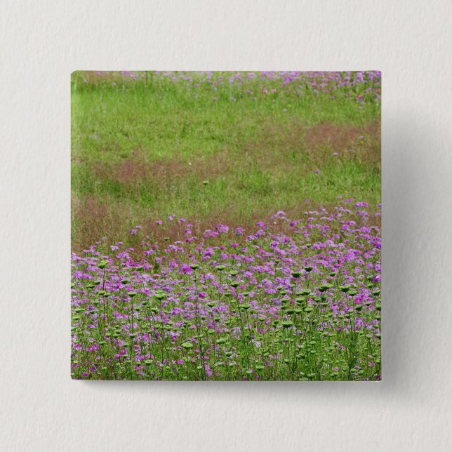 Drottning Anne's Snöre Daucus carota) Knapp (Framsida)