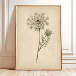 Drottning Annes spets botaniska tryckkonst Poster