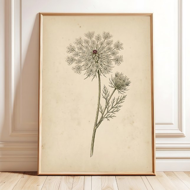 Drottning Annes spets botaniska tryckkonst Poster (Skapare uppladdad)