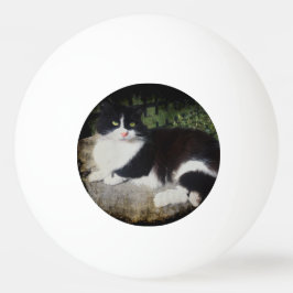Drottning av den trädgårds- kattPingPong bollen Pingisboll