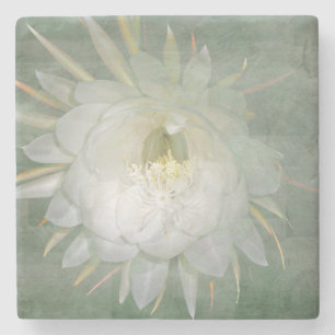Drottning av nattblomman - Epiphyllum oxypetalum Stenunderlägg
