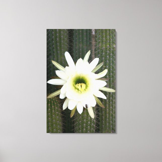 Drottning Av Nattens Kaktusblomma, Karoo-regionen Canvastryck (Framsida)