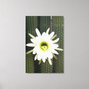 Drottning Av Nattens Kaktusblomma, Karoo-regionen Canvastryck
