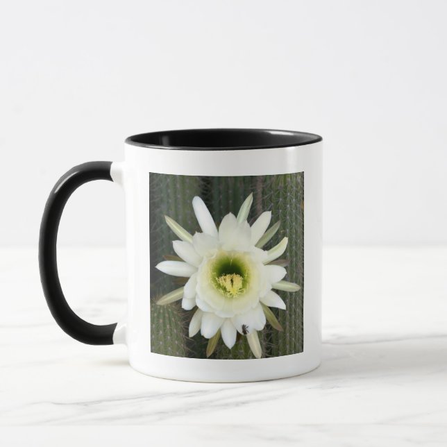 Drottning Av Nattens Kaktusblomma, Karoo-regionen Mugg (Vänster)