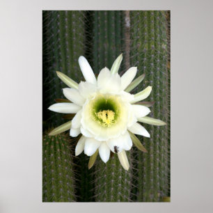 Drottning Av Nattens Kaktusblomma, Karoo-regionen Poster