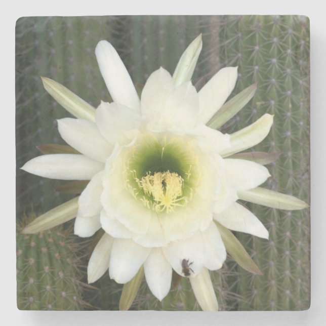 Drottning Av Nattens Kaktusblomma, Karoo-regionen Stenunderlägg (Framsidan)
