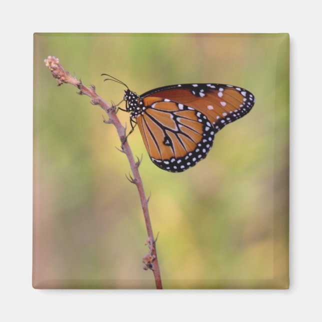 Drottning Butterfly-bad i ljuset Magnet (Framsidan)
