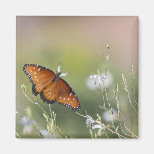 Drottning Butterfly i morgon Magnet