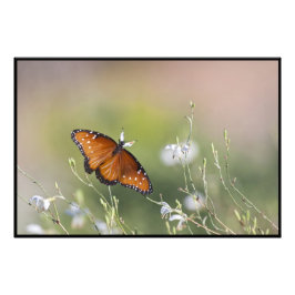 Drottning Butterfly i morgonljuset Fototryck