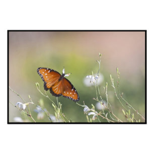 Drottning Butterfly i morgonljuset Fototryck