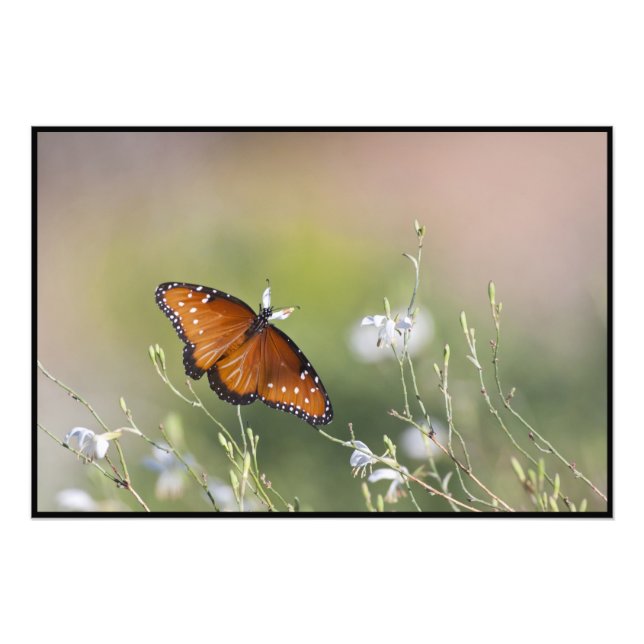 Drottning Butterfly i morgonljuset Fototryck (Framsidan)