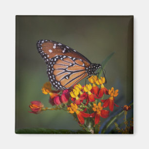 Drottning butterfly på tropiska mjölkgräs magnet