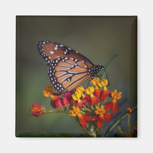 Drottning butterfly på tropiska mjölkgräs magnet (Framsidan)