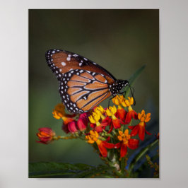 Drottning butterfly på tropiska mjölkgräs poster
