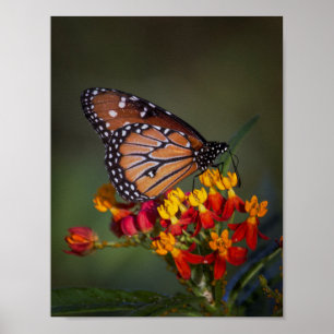 Drottning butterfly på tropiska mjölkgräs poster